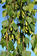 Weeping Birch Seeds - 1000 Count - Betula Pendula Youngii - Bonsai Tree - USA Seller
