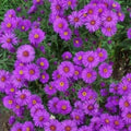 New England Aster Seeds - Purple Perennial Heirloom - Non-GMO - 500 Seeds - Fall Planting - Aster novae-angliae