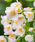 Sweet Mock Orange Cuttings - 10 Fresh Unrooted Cuttings for Rooting - Philadelphus spp.