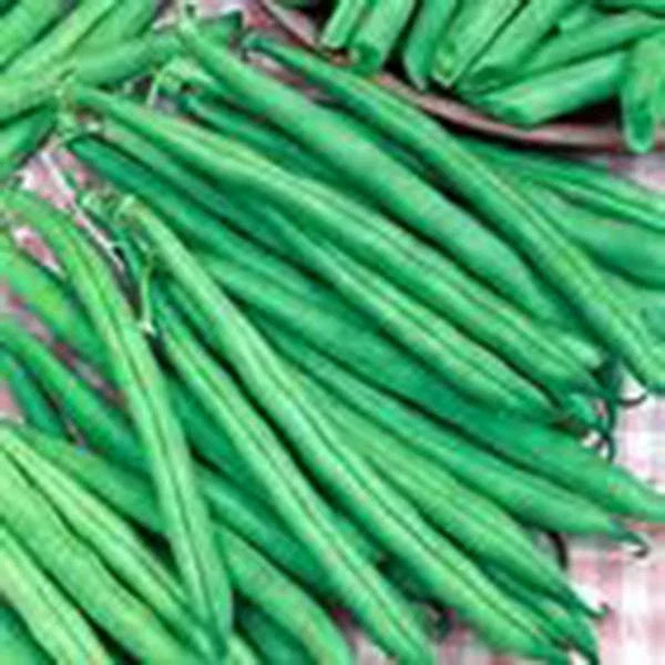 Tendergreen Bush Bean Seeds - Heirloom Variety, 20+ Seeds, Great Tasting and Healthy, Phaseolus vulgaris