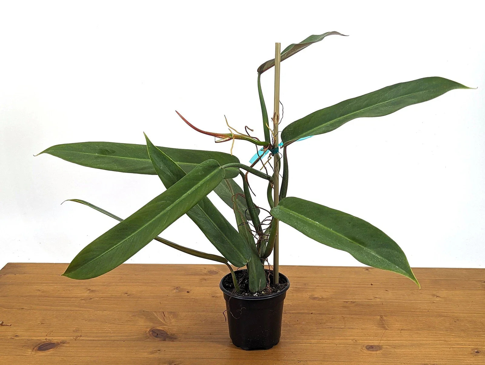 Philodendron Bicolor Plant - Large Rooted Rare Aroid - 4 Inch Pot - Tropical Indoor Houseplant
