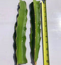 White Flesh Dragon Fruit Cuttings - 2 Fresh Pitaya Succulents - Cactus - Hylocereus undatus (10”-12” No Root)