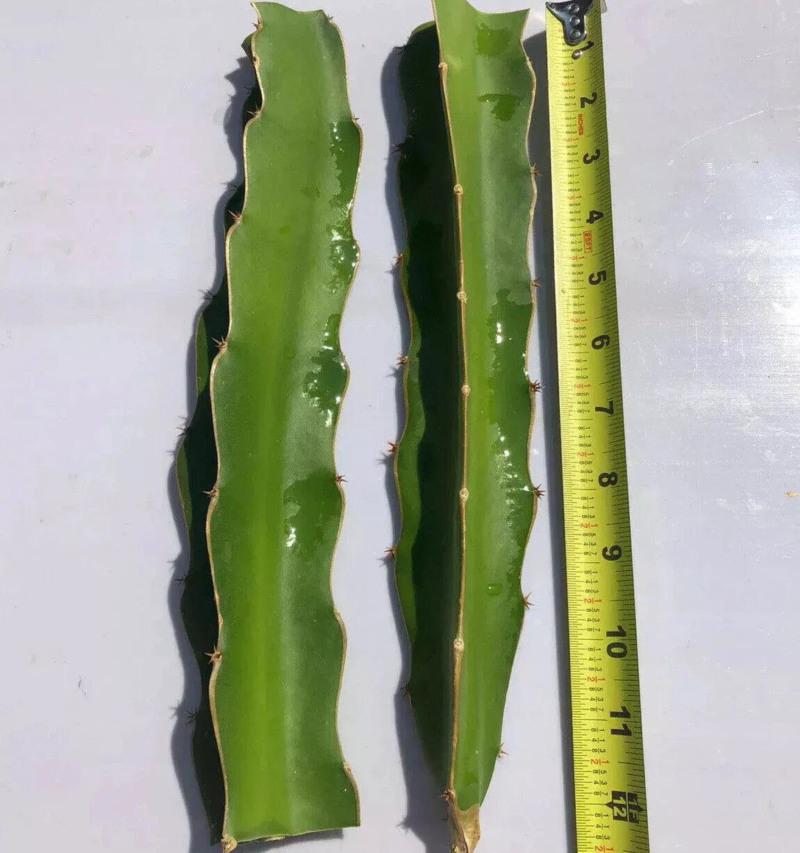 White Flesh Dragon Fruit Cuttings - 2 Fresh Pitaya Succulents - Cactus - Hylocereus undatus (10”-12” No Root)