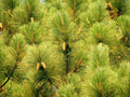 Slash Pine Seeds - 25 Pack - Pinus elliottii - Fast-Growing Trees for Landscaping and Reforestation