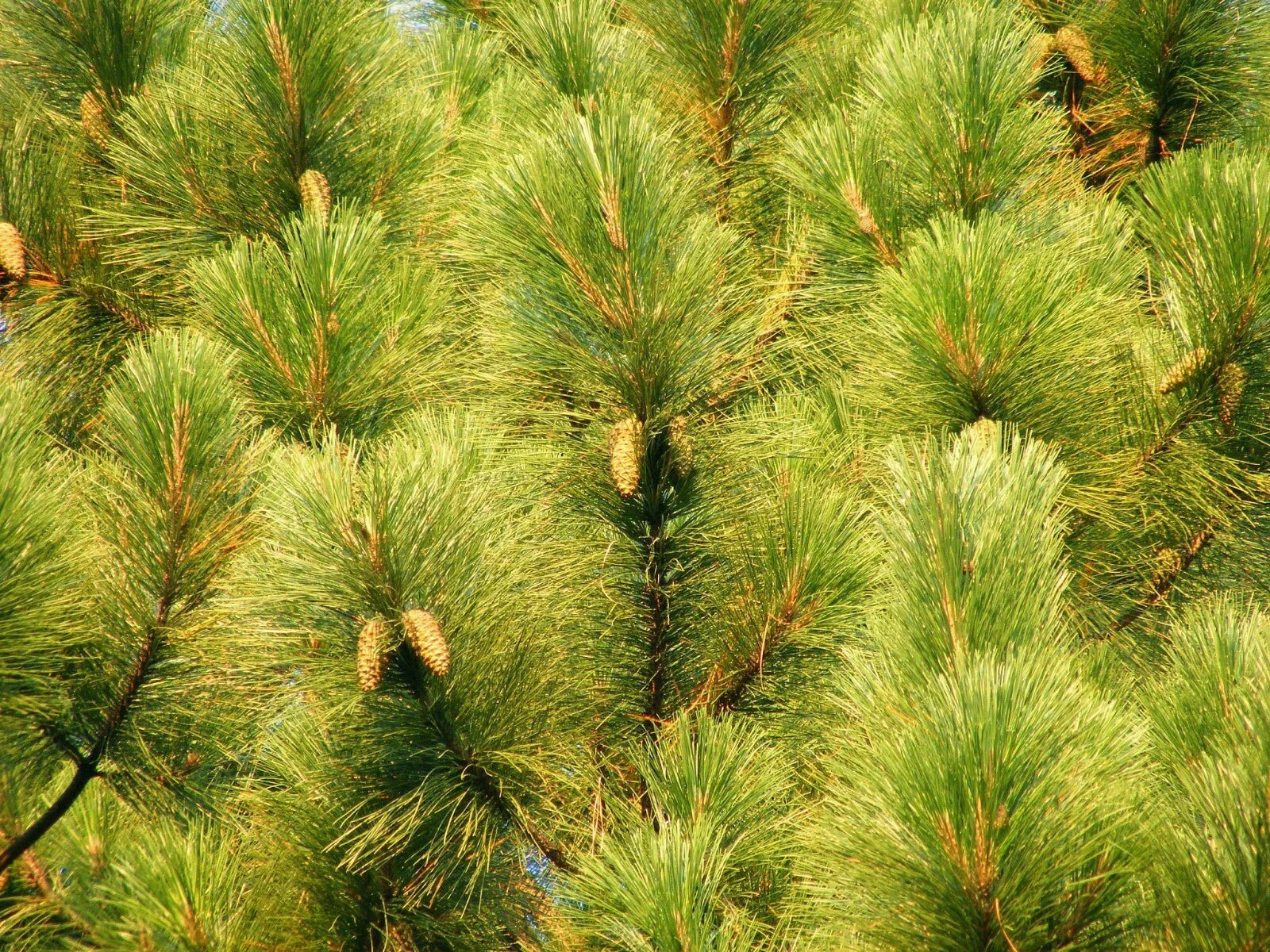 Slash Pine Seeds - 25 Pack - Pinus elliottii - Fast-Growing Trees for Landscaping and Reforestation