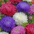 Ostrich Feather Aster Seeds Mix | Flower Seeds | Colorful Blooms | Aster spp. | Free Shipping
