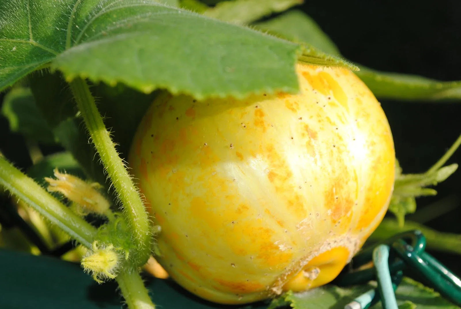 Lemon Cucumber Seeds - Fresh Cucumber Seed Variety - Cucumis sativus