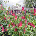 Eastern Red Columbine Seeds - 101+ Perennial Native Wildflower for Shade Garden - Aquilegia canadensis