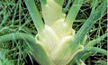 Fennel Seeds 500 Count, Heirloom Florence Fennel, Non-GMO, Foeniculum vulgare dulce