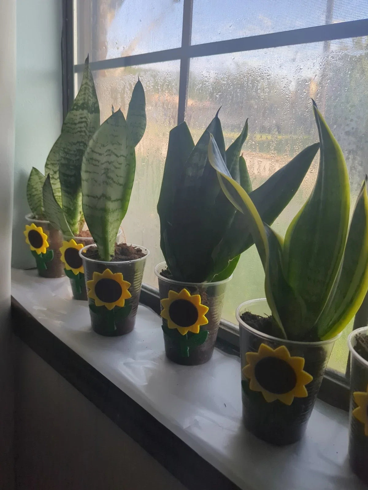Snake Plant Cutting - Rooted Mother-In-Law Tongue - Sansevieria Live Plant