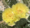 Plains Prickly Pear Cactus Cutting, Cold Hardy, Opuntia polyacantha, Drought-Tolerant Succulent, Garden Plant