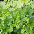 Chervil Seeds, Heirloom NON-GMO, 200+ Seeds, Anthriscus cerefolium