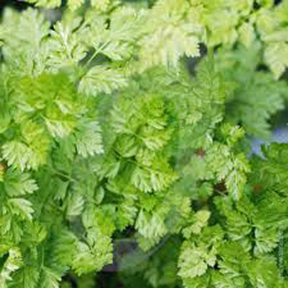 Chervil Seeds, Heirloom NON-GMO, 200+ Seeds, Anthriscus cerefolium
