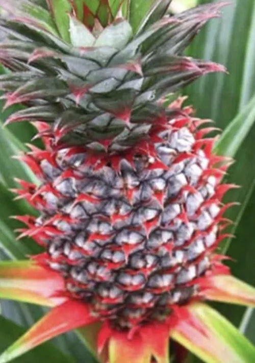 Florida Special Pineapple Plant - 1 Live Starter Plant - Ananas Comosus - Tropical Edible Fruit Plant for Home Gardens