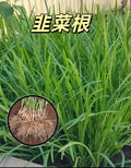 Live Garlic Chives Plant - 100 Bare Root Stalks - Allium Tuberosum - Fresh Leek Flavors for Culinary Use