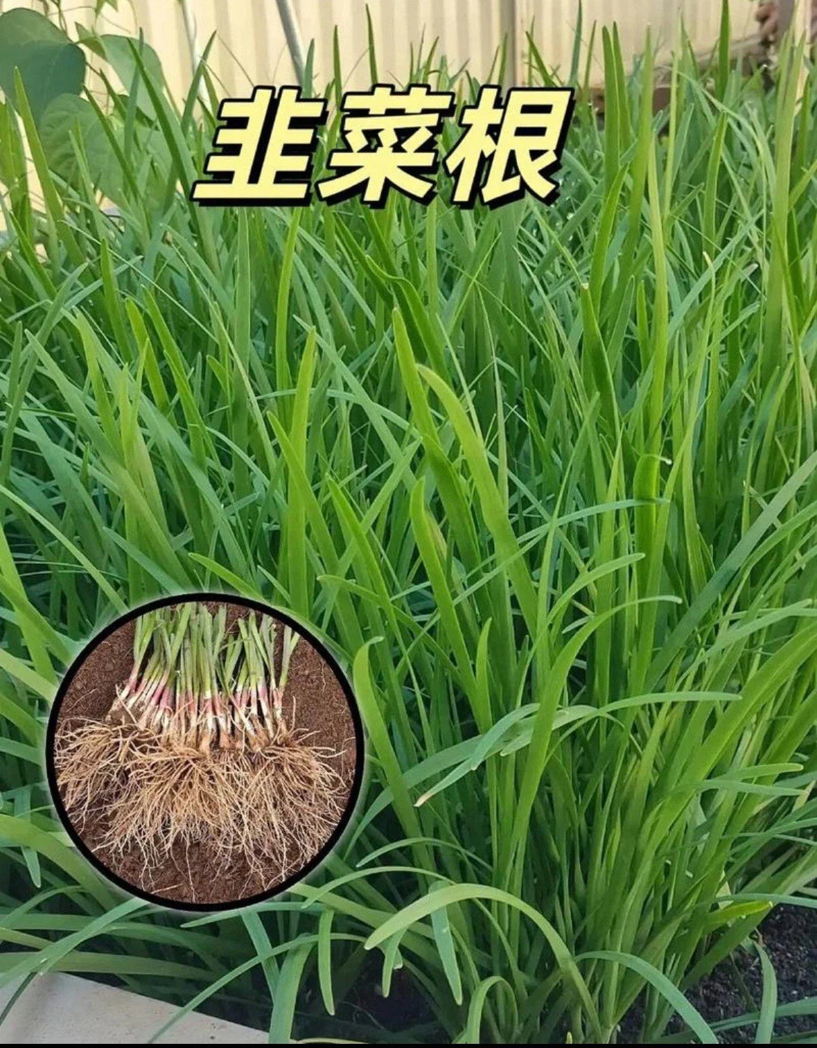 Live Garlic Chives Plant - 100 Bare Root Stalks - Allium Tuberosum - Fresh Leek Flavors for Culinary Use