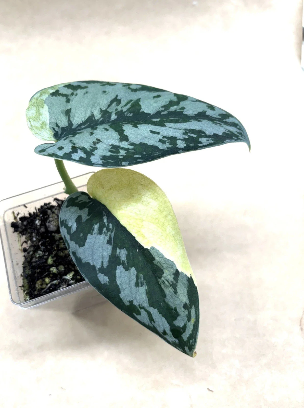 Rooted Cutting Scindapsus Maharlika Rare Plant - US Seller - Live Plant Cutting for Indoor Gardening - Epipremnum aureum