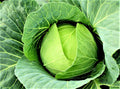 Cabbage Seeds 200+ Non-GMO Copenhagen Market Brassica oleracea - Organic Vegetable Gardening Seeds for Home Growers