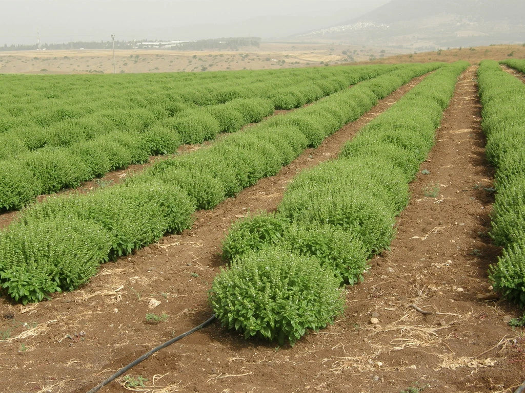 Organic Basil Seeds 5000 Count - Super Sweet Ashalim Variety (Ocimum basilicum)
