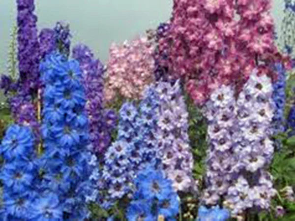 Giant Imperial Larkspur Seeds - 100+ Newly Harvested Cut Flower Seeds - Delphinium ajacis
