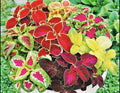 Coleus Seeds - 200 Count Rainbow Mix - Colorful Foliage - Coleus Blumei