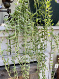Organic String of Bananas Cuttings - 15 Pack - Senecio Radicans - Easy Care Houseplant