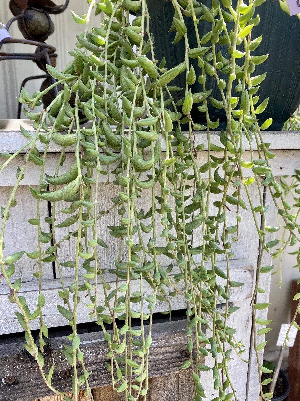 Organic String of Bananas Cuttings - 15 Pack - Senecio Radicans - Easy Care Houseplant