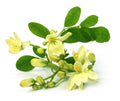 Moringa Seeds - Non-GMO Edible Perennial Tree - Deciduous Softwood Tree - Moringa oleifera