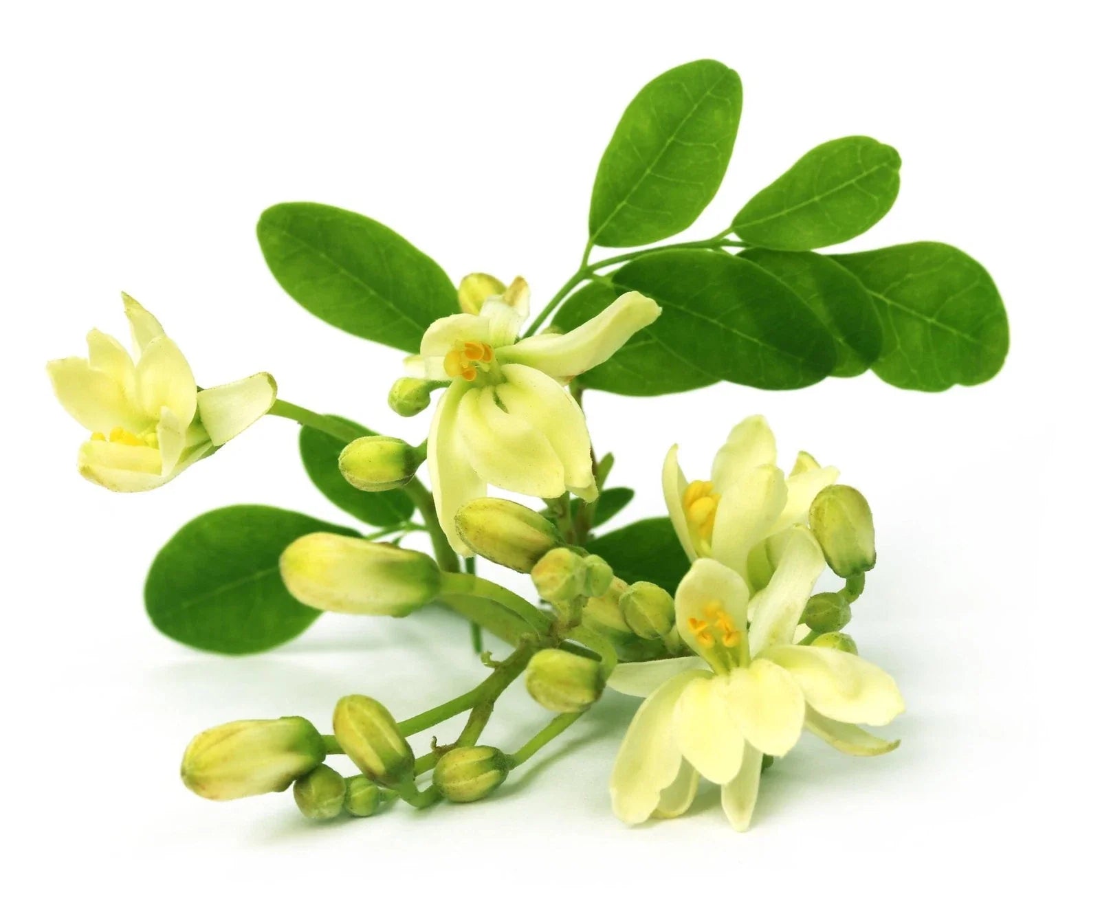 Moringa Seeds - Non-GMO Edible Perennial Tree - Deciduous Softwood Tree - Moringa oleifera