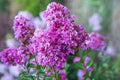 Royal Velvet Cape Myrtle Seeds - 20 Perennial Flower Seeds - Lagerstroemia indica - Vibrant Blooms for Garden