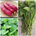 Red Japanese Sweet Potato Slips - 10 Organic Cuttings - Ipomoea batatas