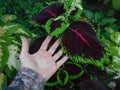 Coleus Seeds 50+ Mix, Mosaic Giants Variety, Colorful Foliage, Perfect for Gardens and Containers, (Solenostemon scutellarioides)