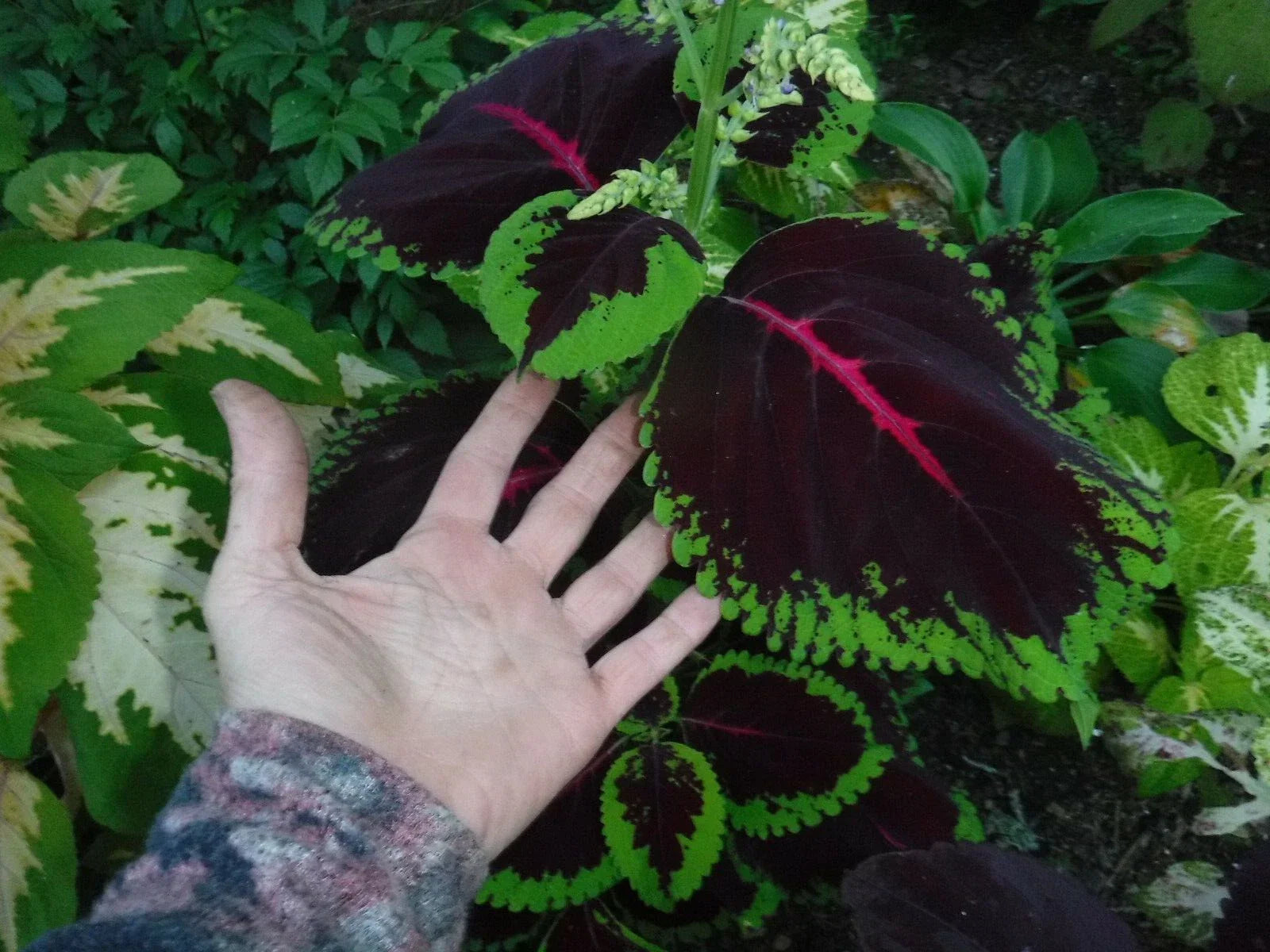 Coleus Seeds 50+ Mix, Mosaic Giants Variety, Colorful Foliage, Perfect for Gardens and Containers, (Solenostemon scutellarioides)