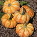 Hooligan Pumpkin Seeds - Fresh Seed for Planting - Unique Variegated Color - Cucurbita pepo
