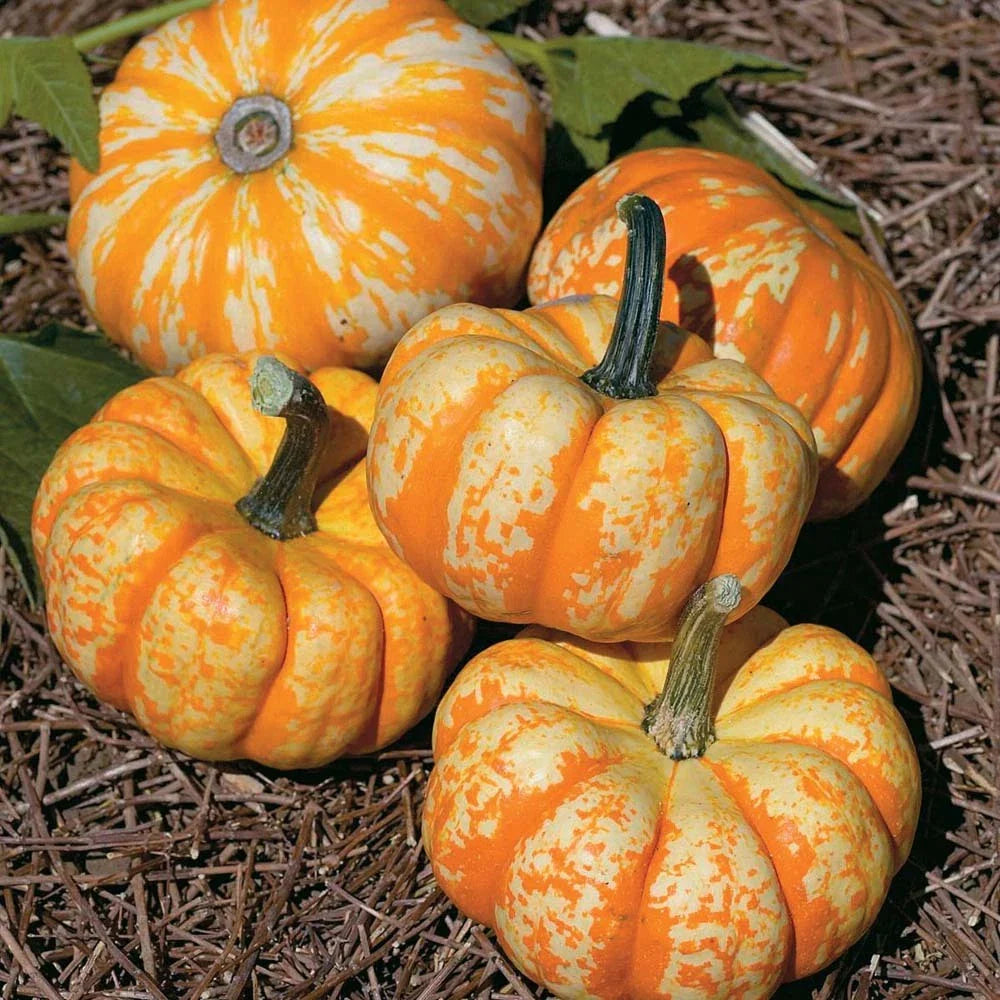 Hooligan Pumpkin Seeds - Fresh Seed for Planting - Unique Variegated Color - Cucurbita pepo