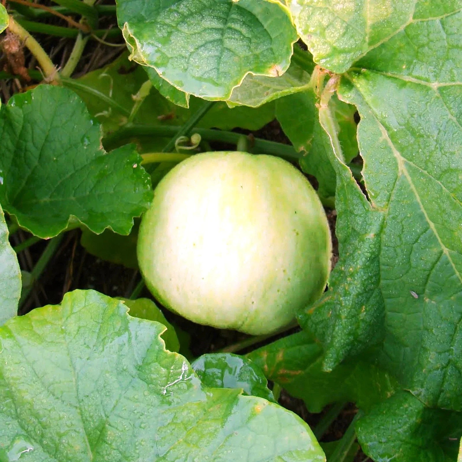Sakata's Sweet Asian Melon Seeds - Japanese Conomon Variety - 2025 Planting - Heirloom Vegetable Seeds