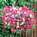 Sweet Pea Seeds Mix - 50+ Knee High Trailing Flowering for Baskets & Window Boxes - Lathyrus odoratus