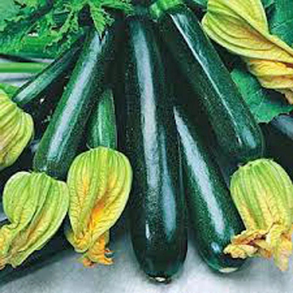 Zucchini Seeds 500+ Heirloom Long Dark Green Squash Non-GMO (Cucurbita pepo)