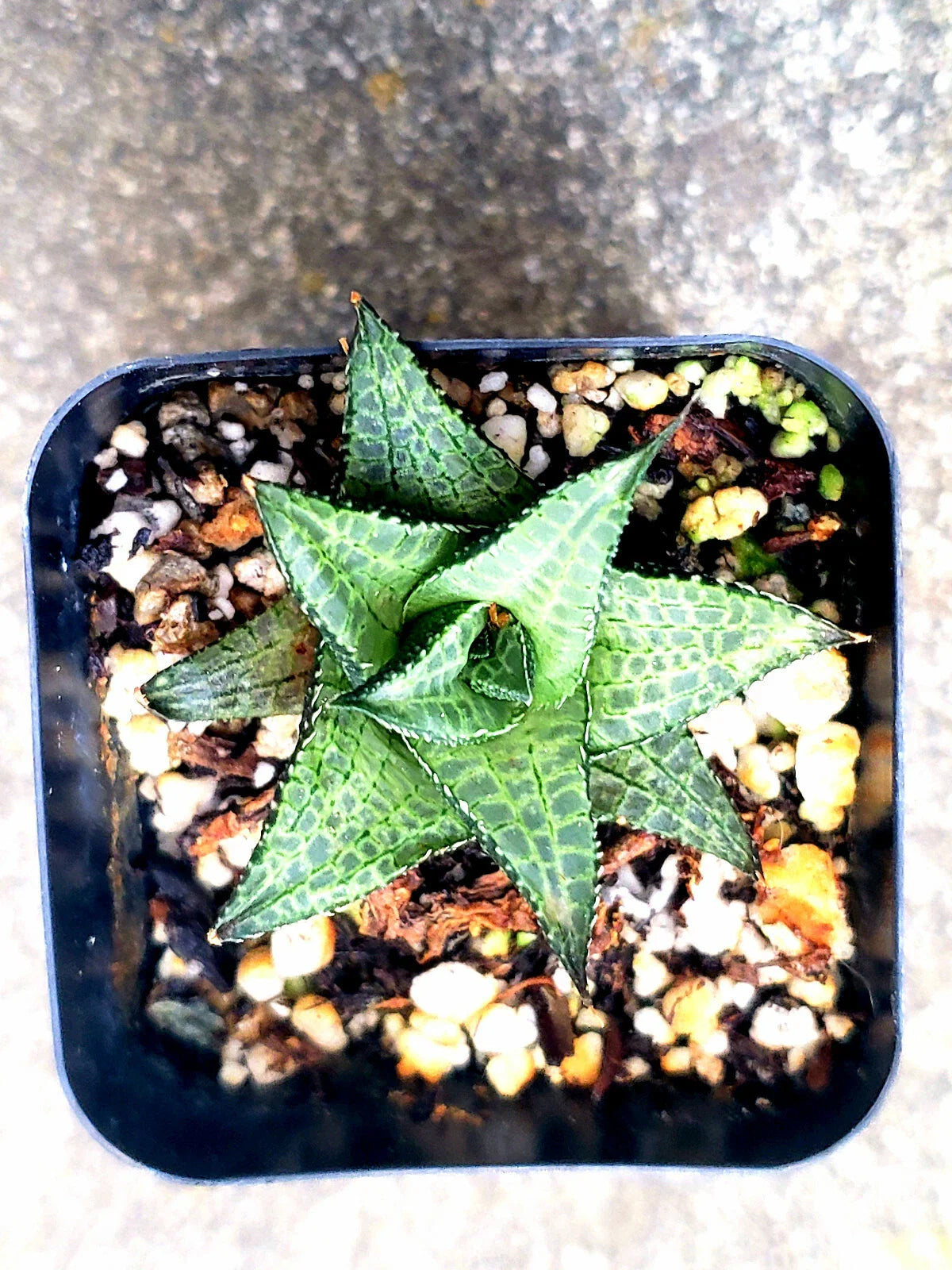 Haworthia Venosa Spp Tesselata Potted Plant - 2" Diameter - Rare Succulent, Indoor Plant, Low Maintenance