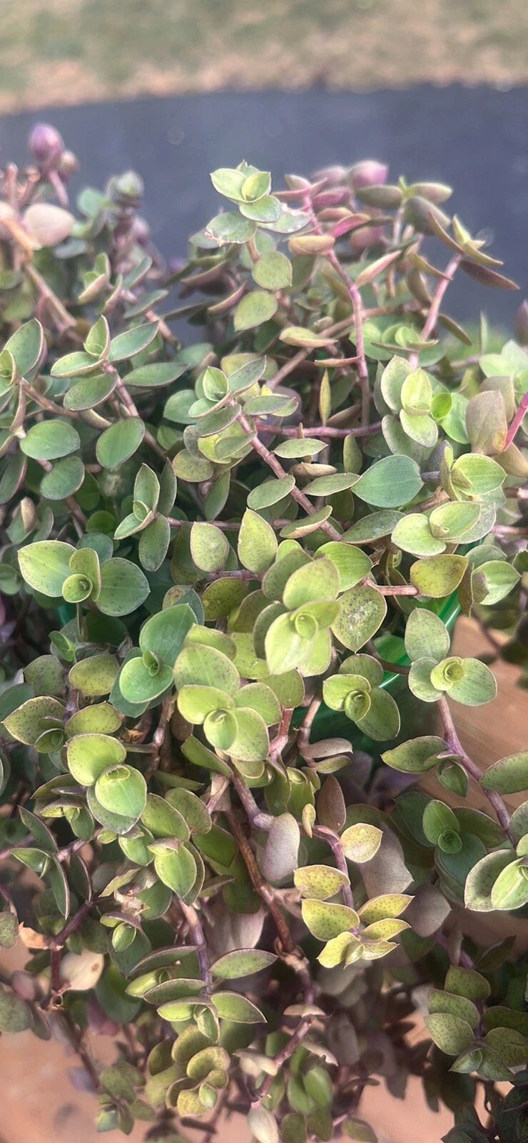 Tradescantia Plant - Variegated Purple Heart - Tradescantia pallida