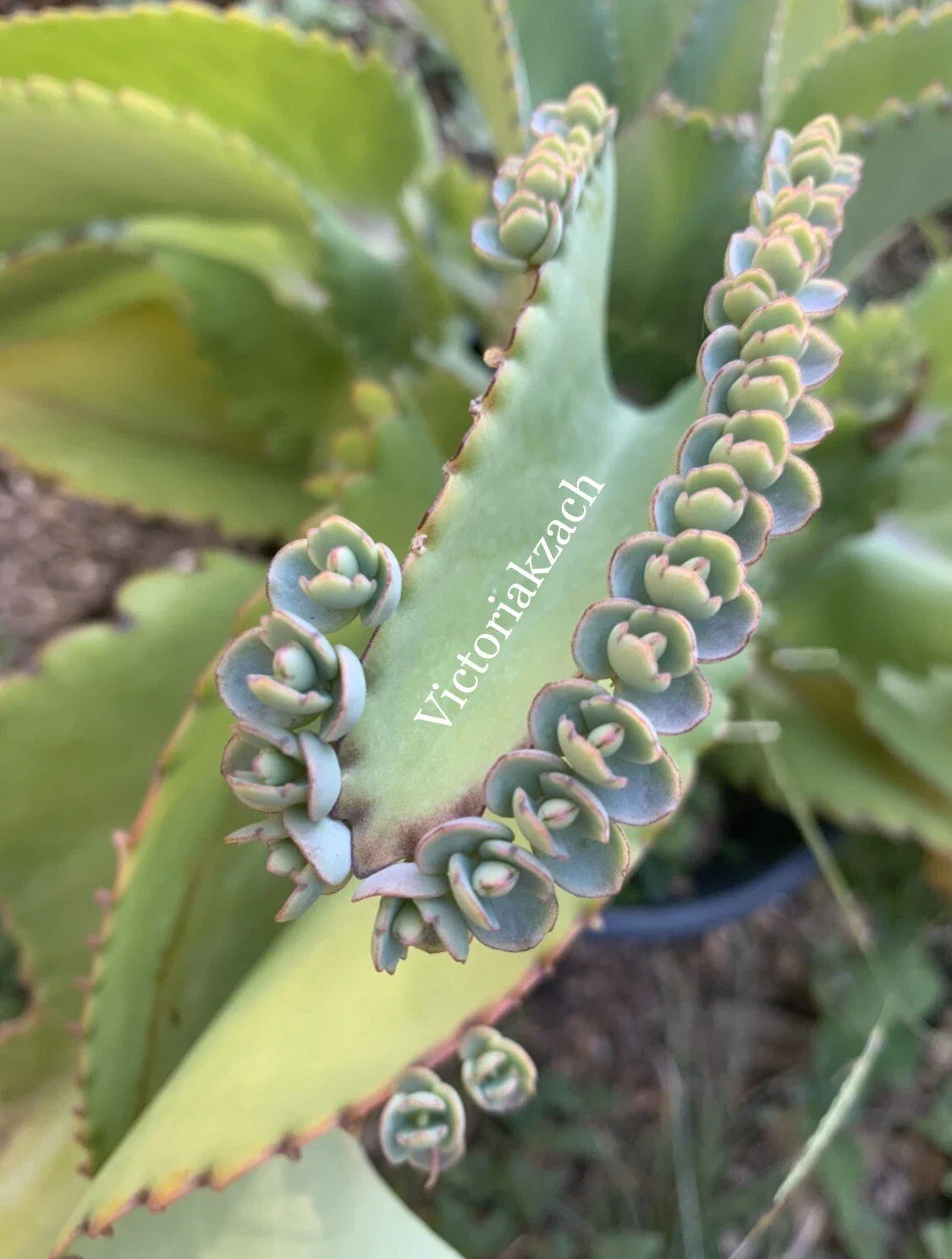 Mother of Millions Succulent Cuttings - Kalanchoe daigremontiana - 10+ Mexican Hat Plant Propagation