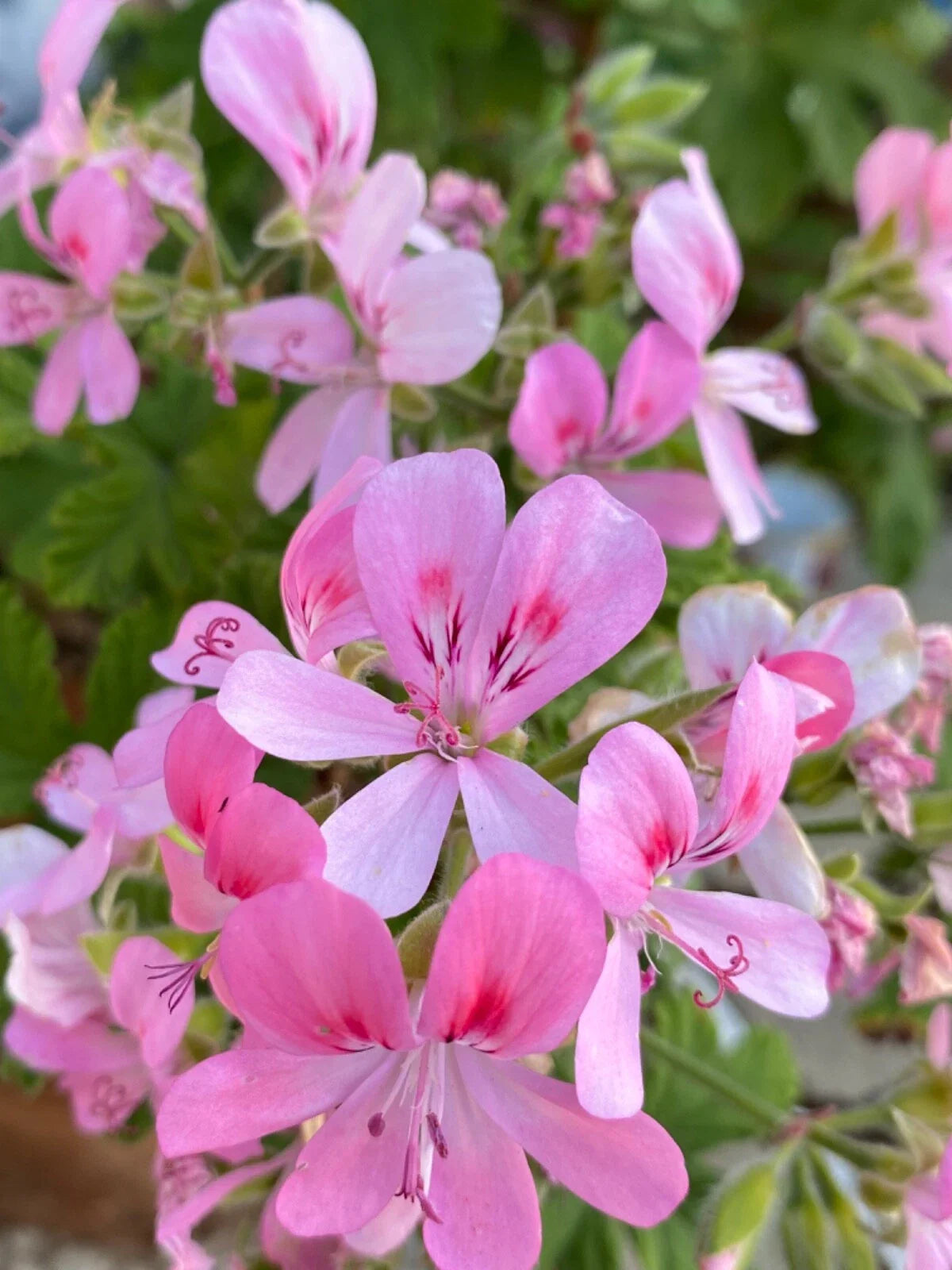 Fragrant Light Pink Flower Geranium Cuttings - 3 Rooting/Grafting Cuttings (Pelargonium) - Quick Ship