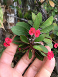 Tiny Red Cutting Euphobia Milii Crown of Thorns Succulent Cactus with Tiny Flowers, Indoor Plant, Drought-Resistant