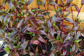 Purple Scimitars Spiderwort Plant - Tripogandra Serrulata - Tradescantia Elongata - Indoor Houseplant - 4-inch Pot