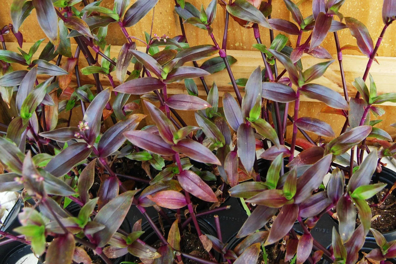 Purple Scimitars Spiderwort Plant - Tripogandra Serrulata - Tradescantia Elongata - Indoor Houseplant - 4-inch Pot