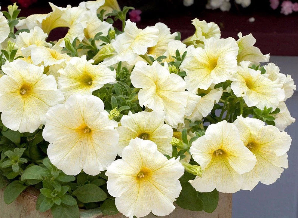 Petunia Seeds - Pelleted - Prism Sunshine - Attracts Butterflies - Petunia x hybrida