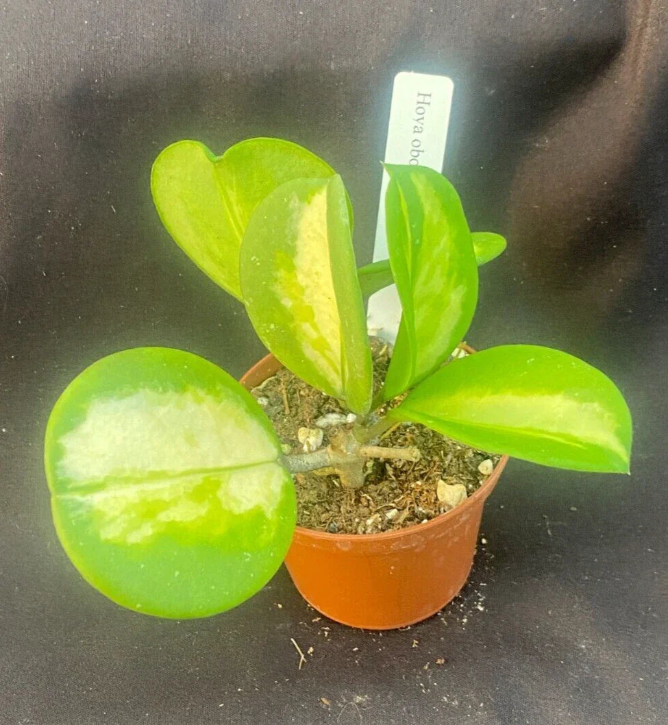 Hoya Obovata 'Picta' Rooted Plant in 2.5" Pot - Thick Round Leaves, Easy Care Houseplant, Indoor Greenery
