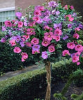 Rose of Sharon Bush Seedlings, 3 Pack, Hibiscus syriacus, Hardy Flowering Shrubs for Planting