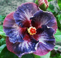 Hibiscus Flower Seeds - 20 Pack Blue Pink Purple Perennial Seeds - Hibiscus rosa-sinensis