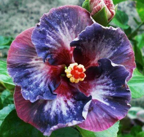 Hibiscus Flower Seeds - 20 Pack Blue Pink Purple Perennial Seeds - Hibiscus rosa-sinensis